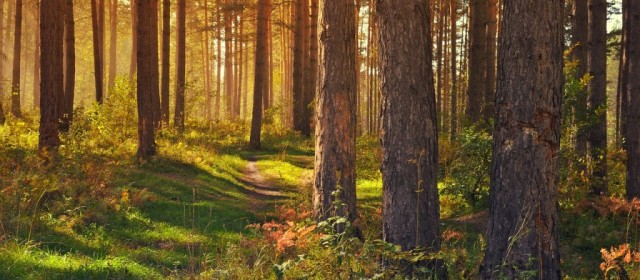 Bardenbrief zum Frühlingsbeginn am 21. März