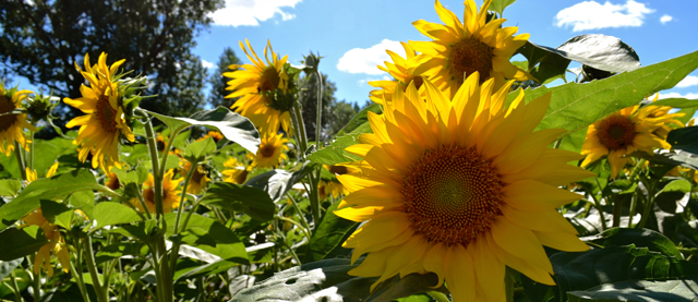 Friedensbrunch am 21.09.2014 in Konstanz